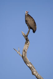 Lappet-faced vulture